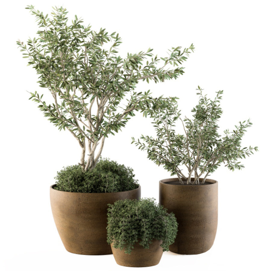 橄榄户外植物绿植，盆栽3d模型下载