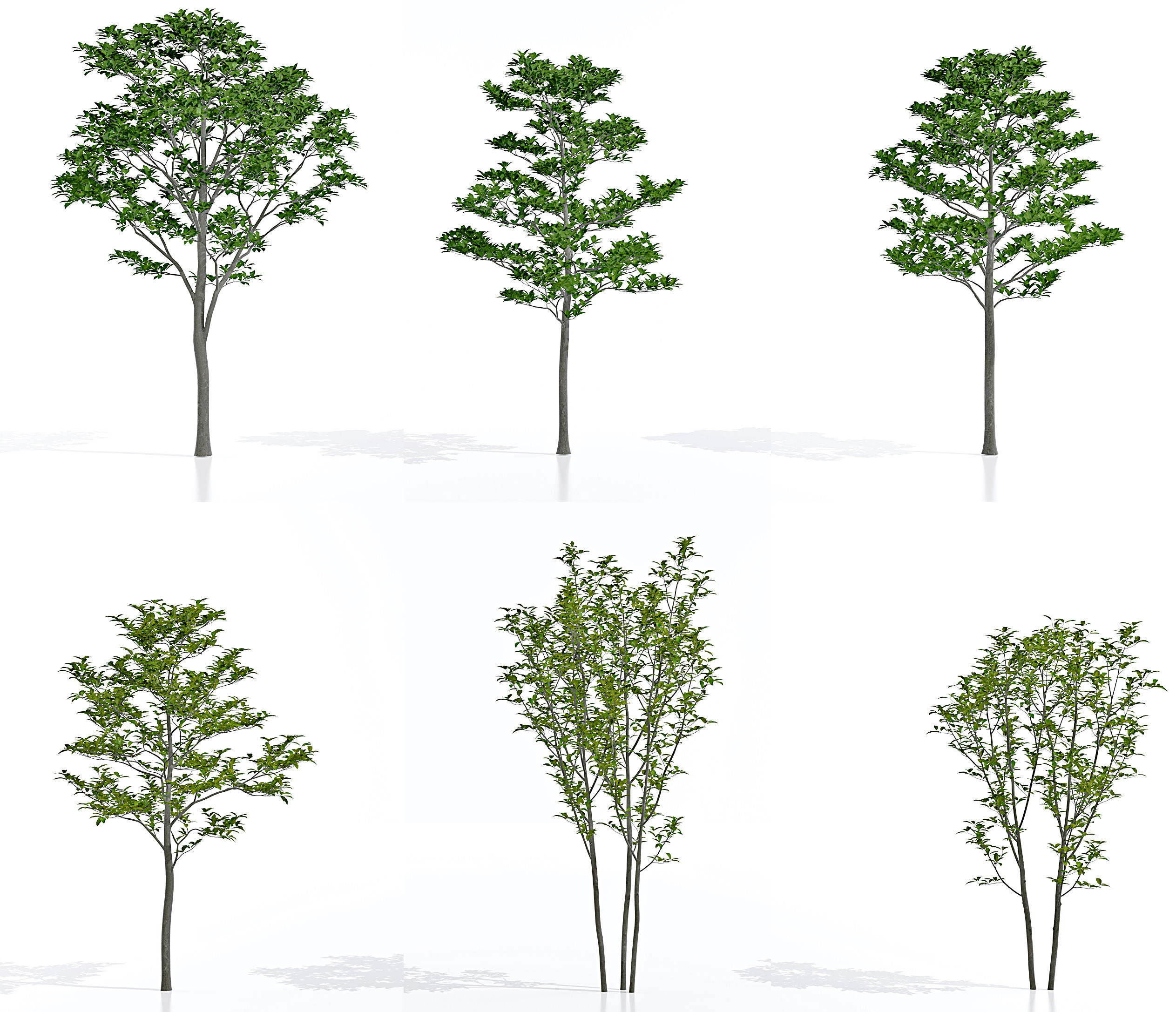 现代紫玉兰树景观树3d模型下载