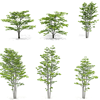 现代茱萸树景观树3d模型下载