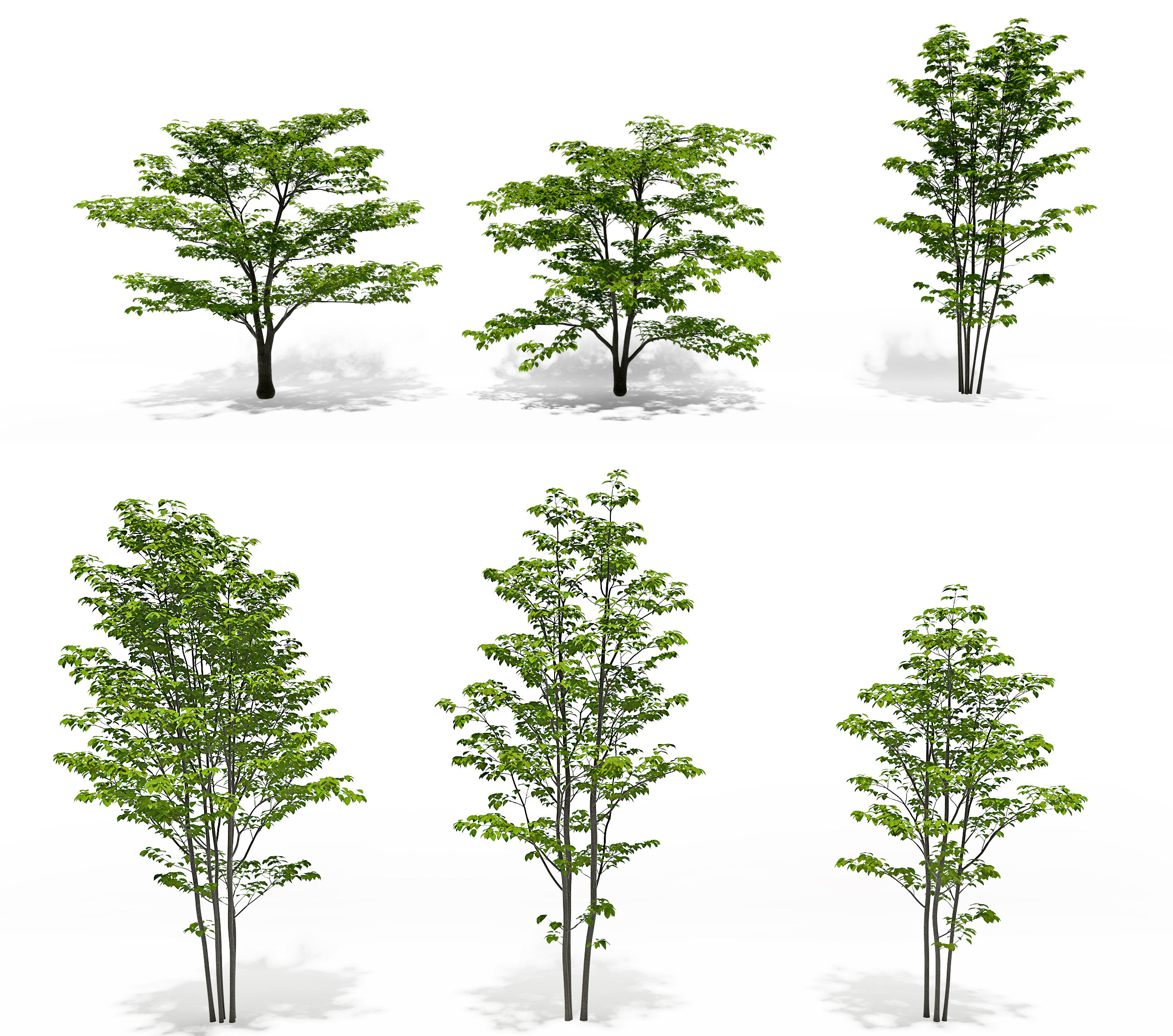 现代茱萸树景观树3d模型下载