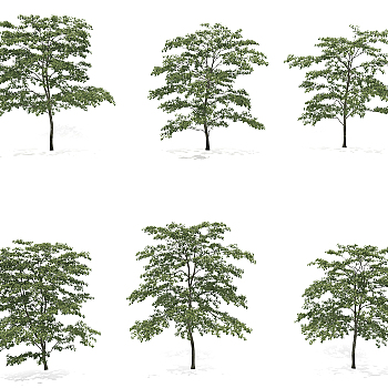 现代景观树3d模型下载