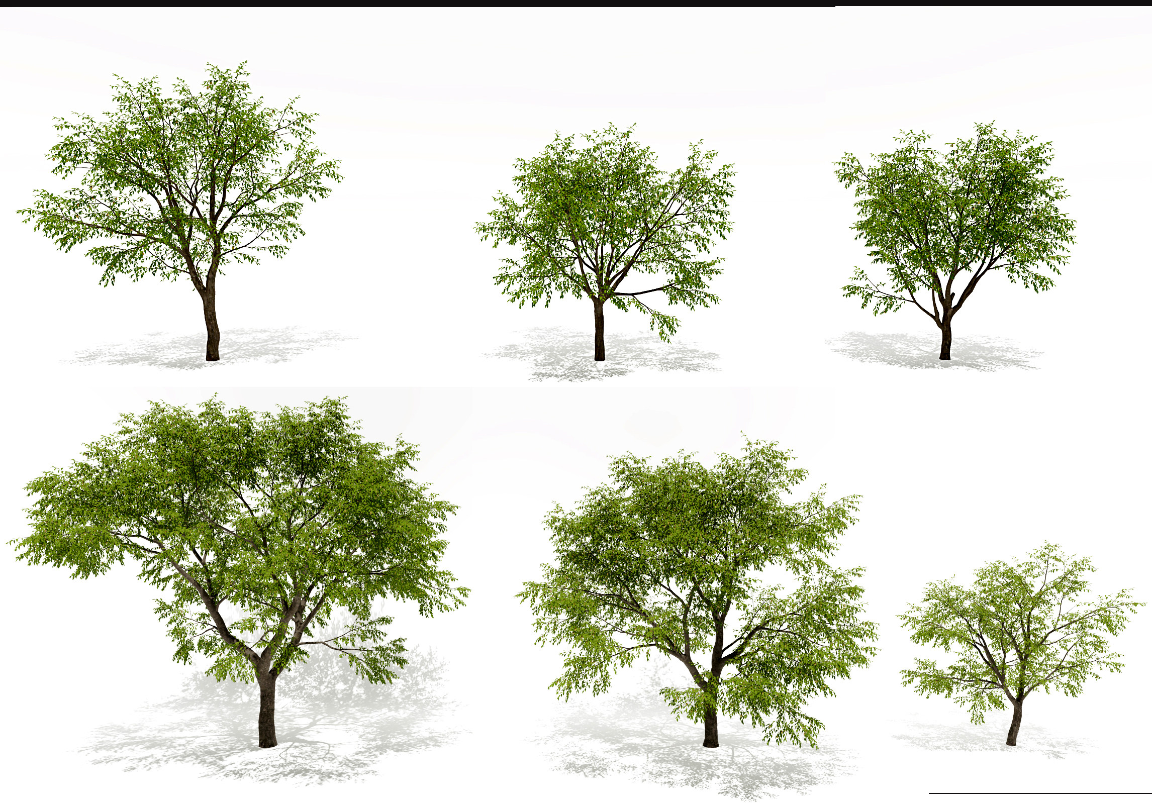 现代枣树景观树3d模型下载