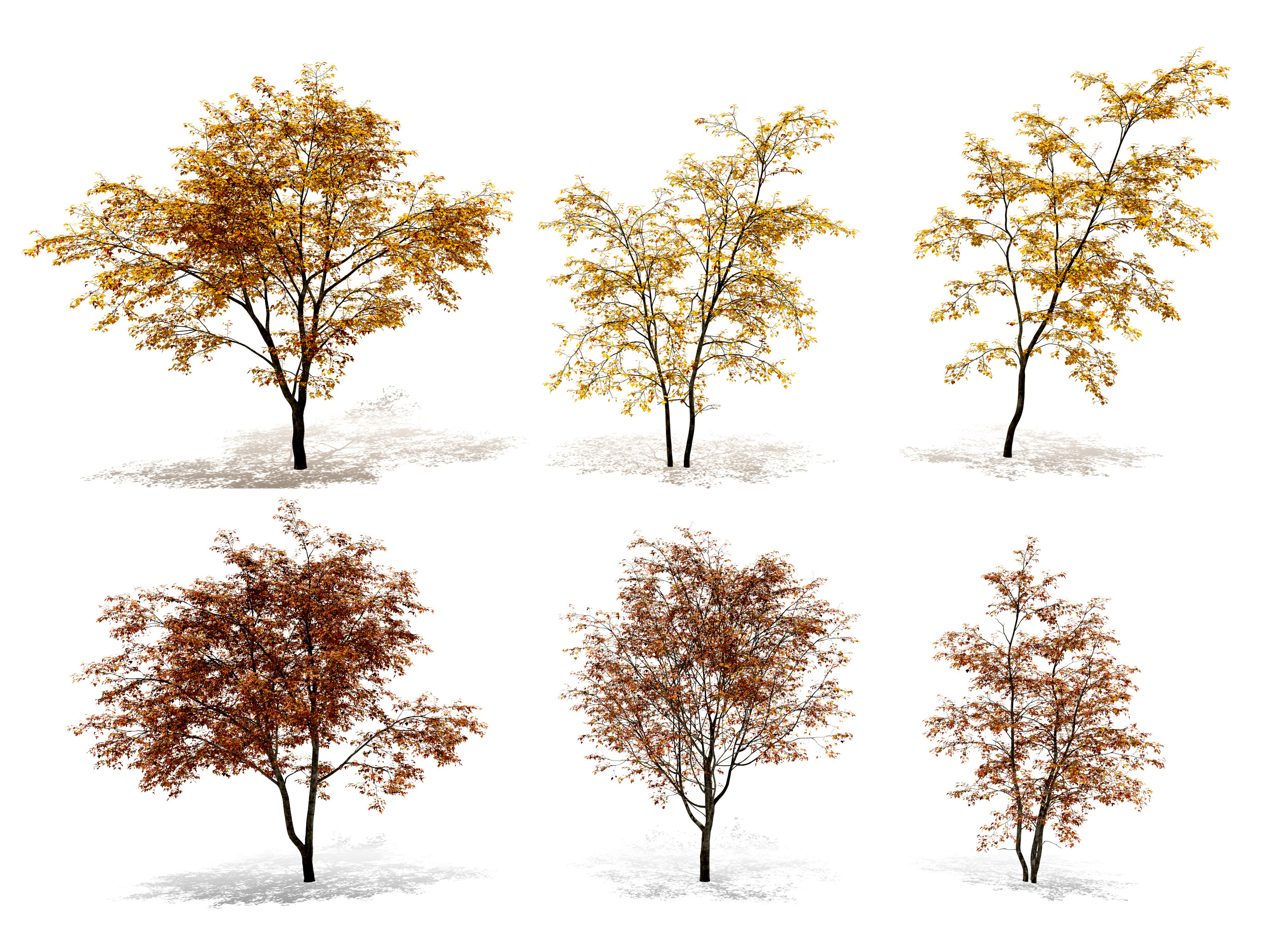 现代秋季三角枫树景观树3d模型下载