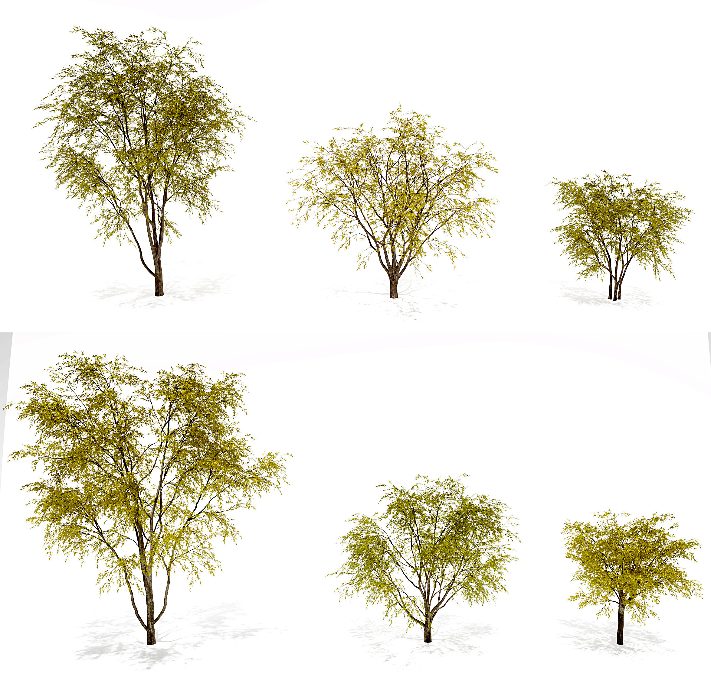 现代秋季柳树景观树3d模型下载