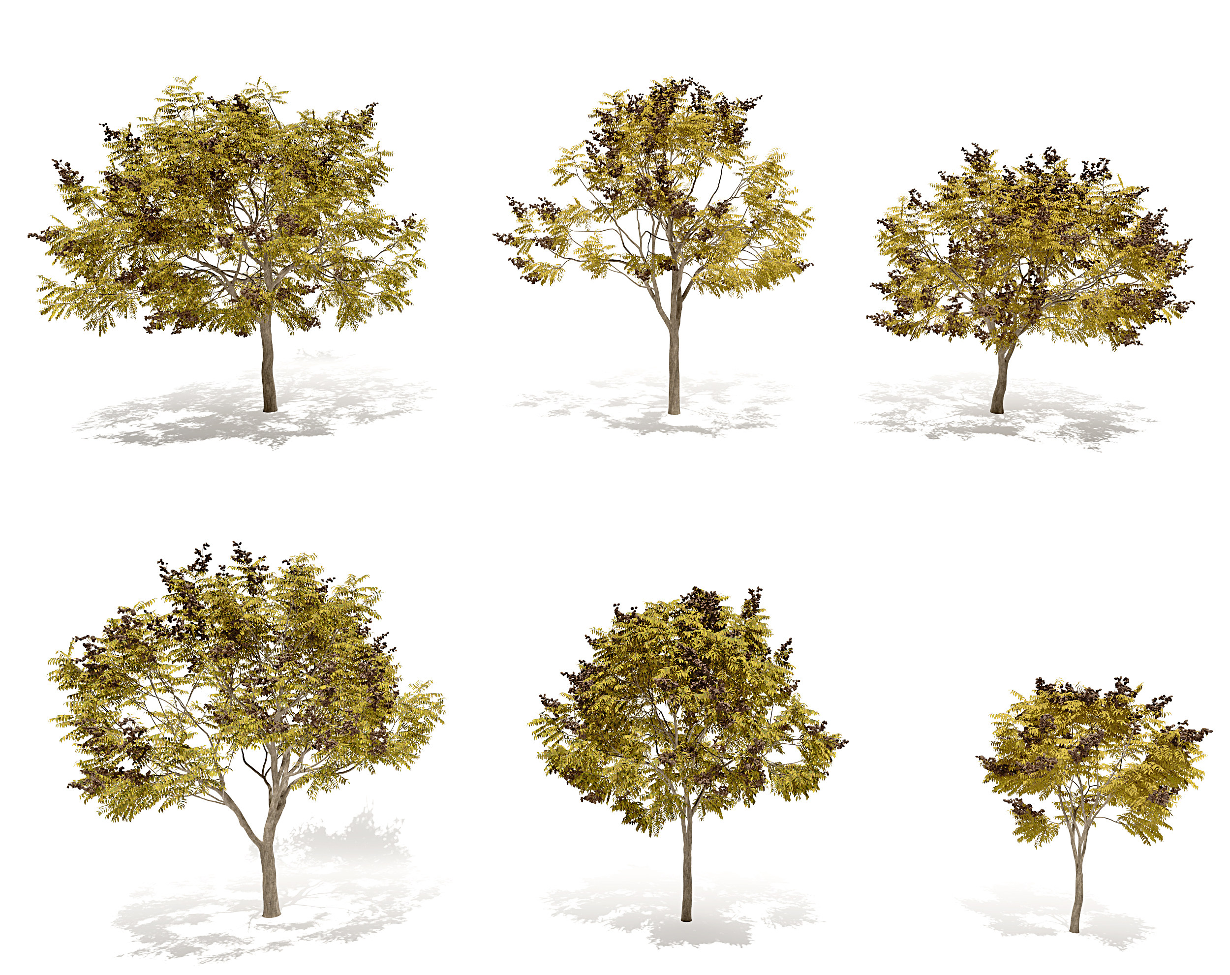 现代秋季栾树景观树3d模型下载