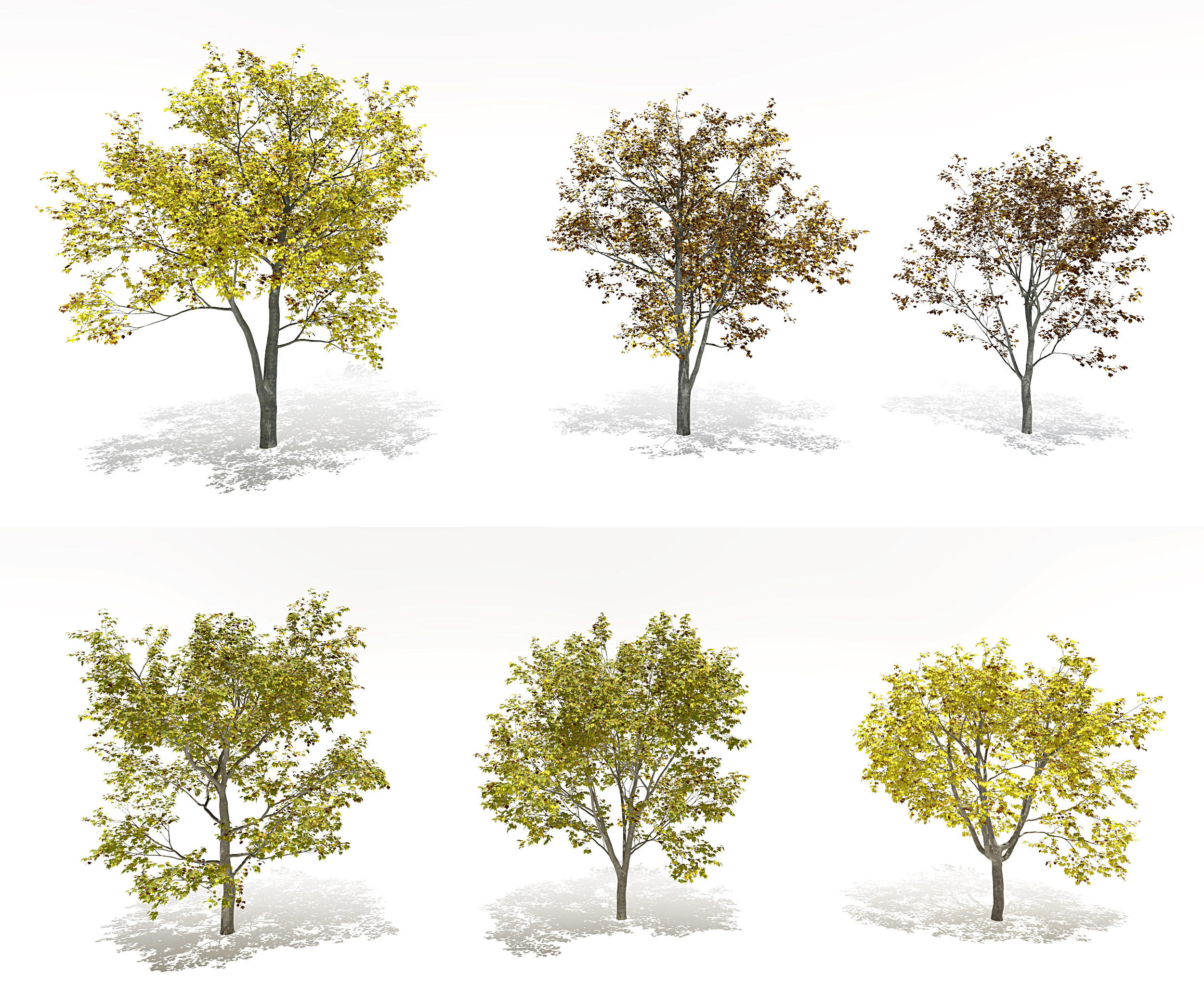 现代梧桐树景观树3d模型下载