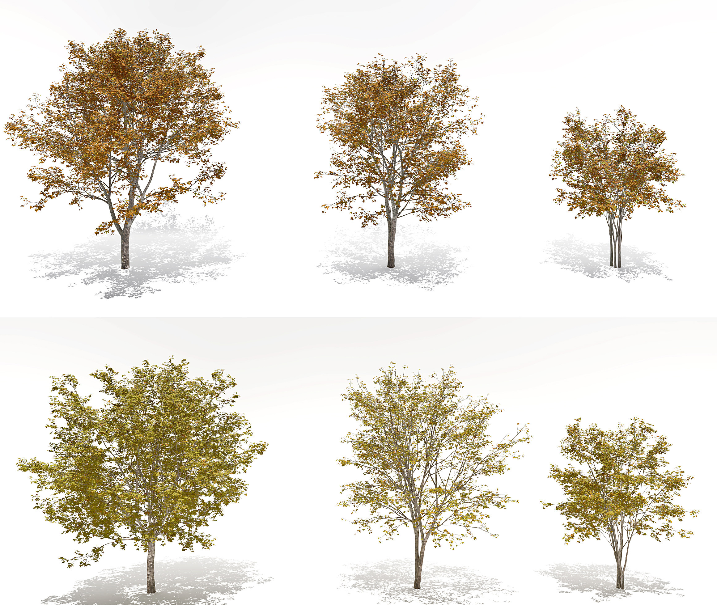 现代秋季树景观树3d模型下载
