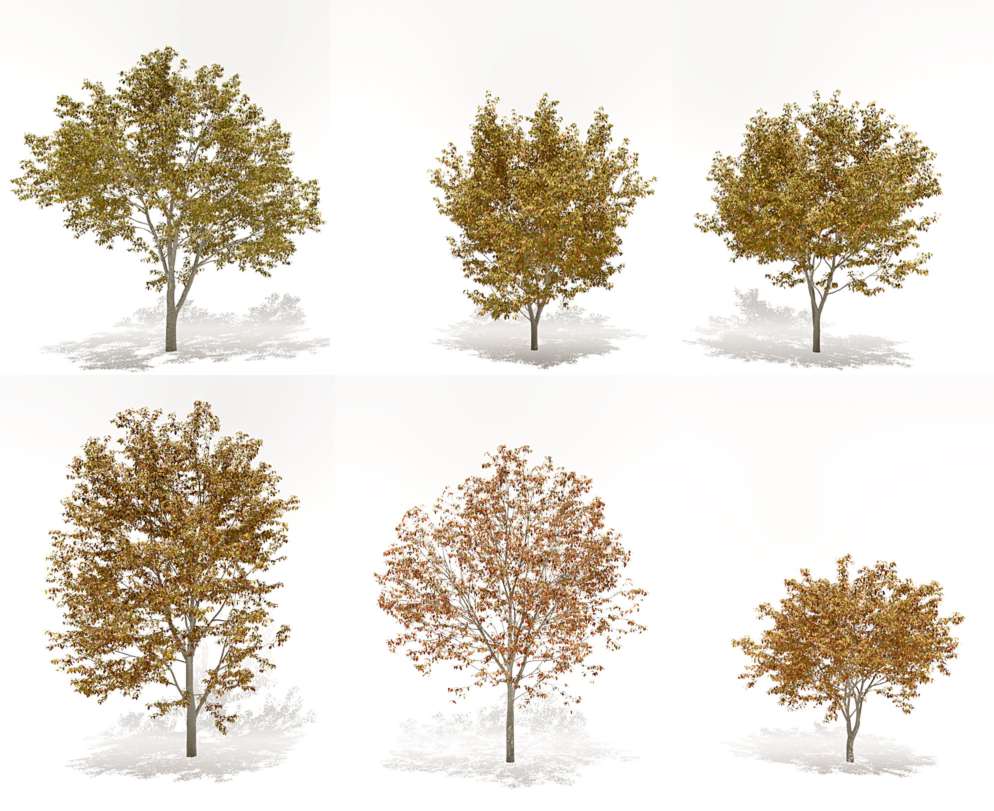 现代秋季树景观树3d模型下载