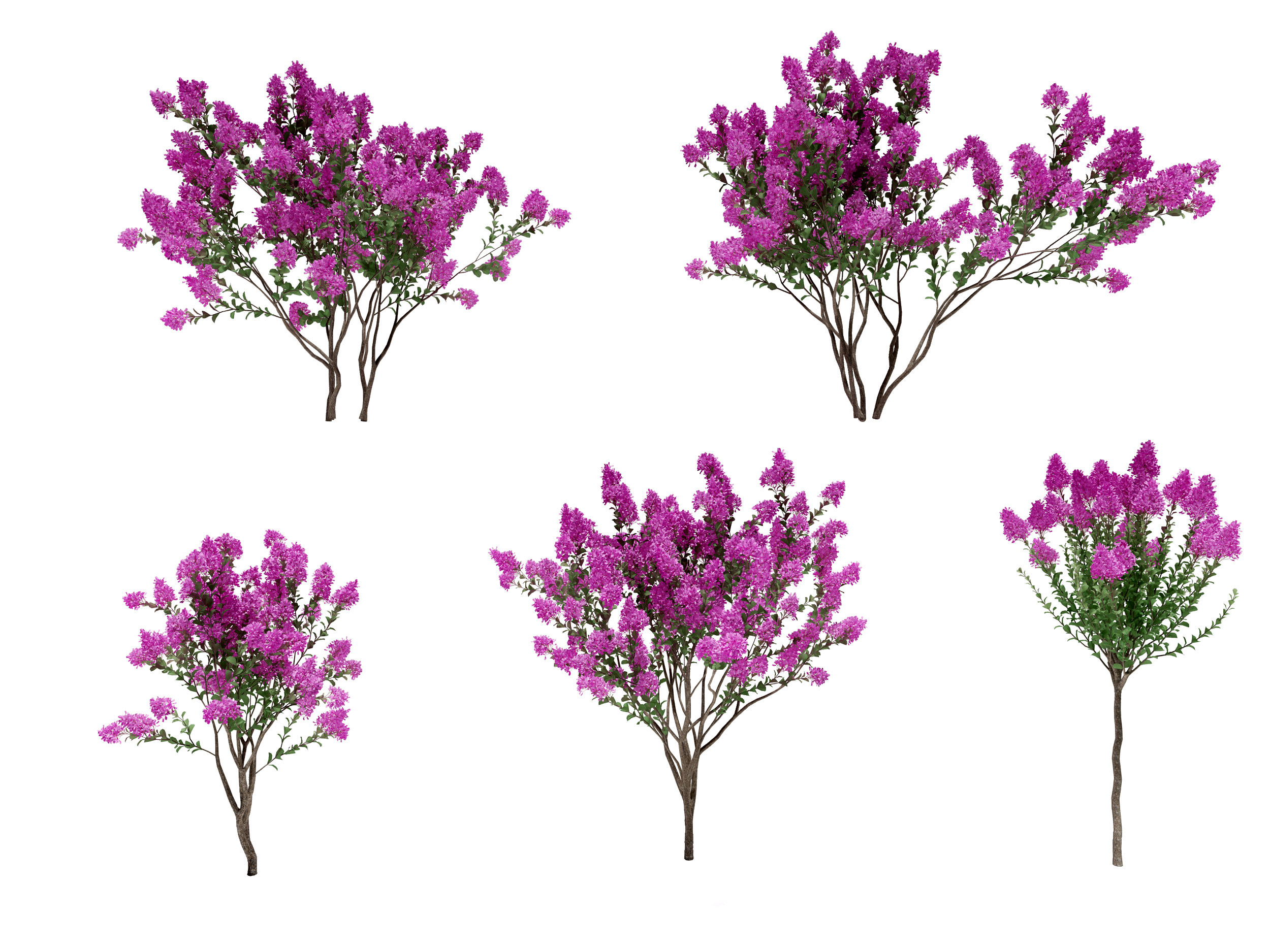 现代紫薇树3d模型下载