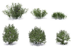 现代绿植灌木丛3d模型下载