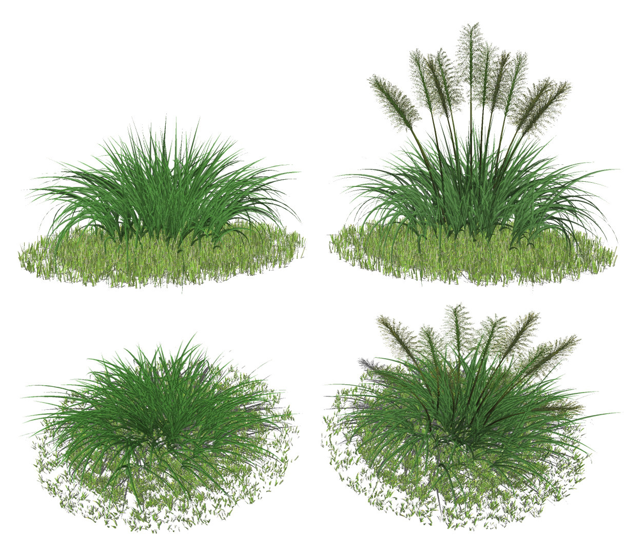 现代芦苇植物灌木su草图模型下载
