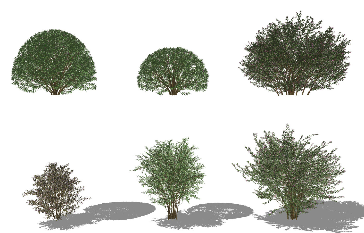 现代大花六道木灌木,矮树su草图模型下载