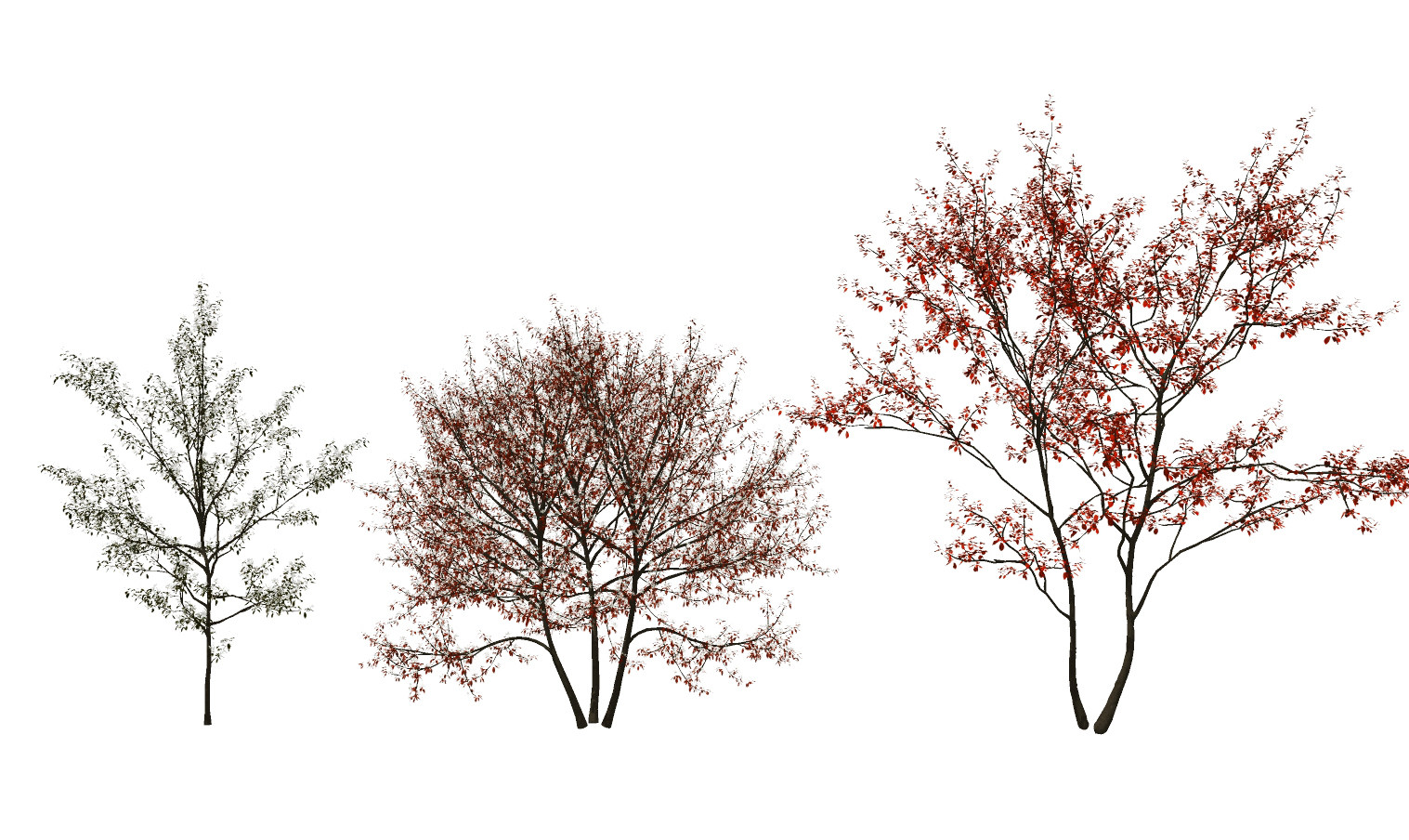 红叶树，枫叶树su草图模型下载
