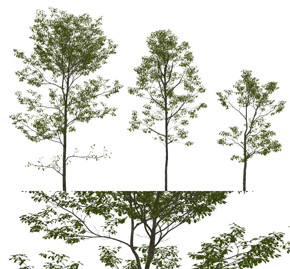 现代景观树杨树su草图模型下载