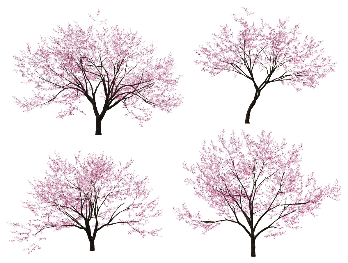 现代樱花树景观树,su草图模型下载