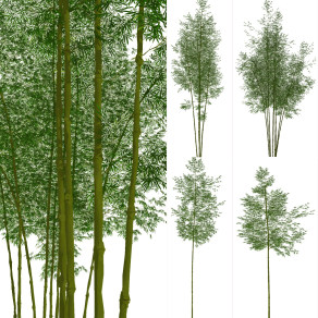 现代竹子,植物su草图模型下载