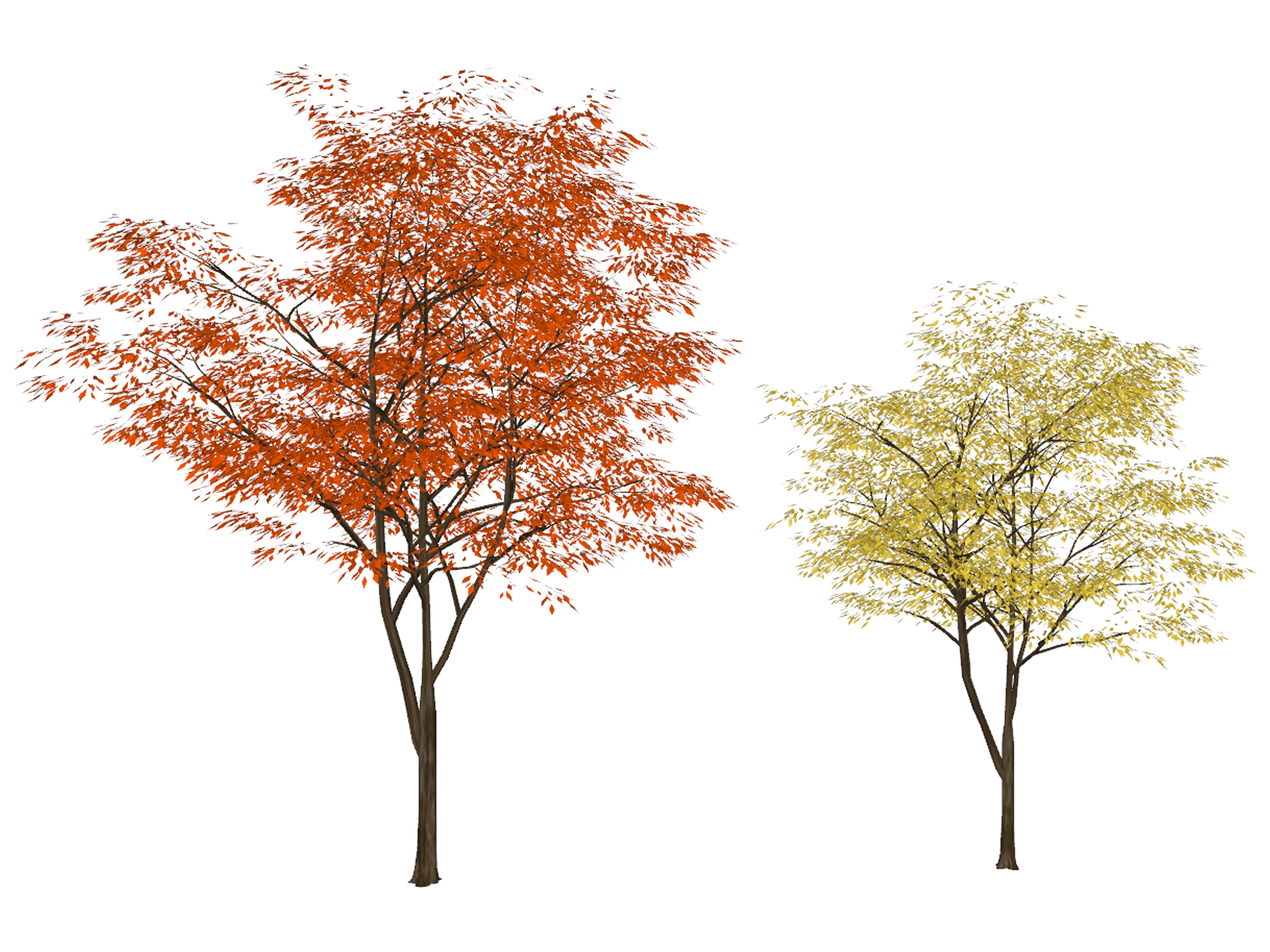 现代树枫叶树，秋景植物树su草图模型下载