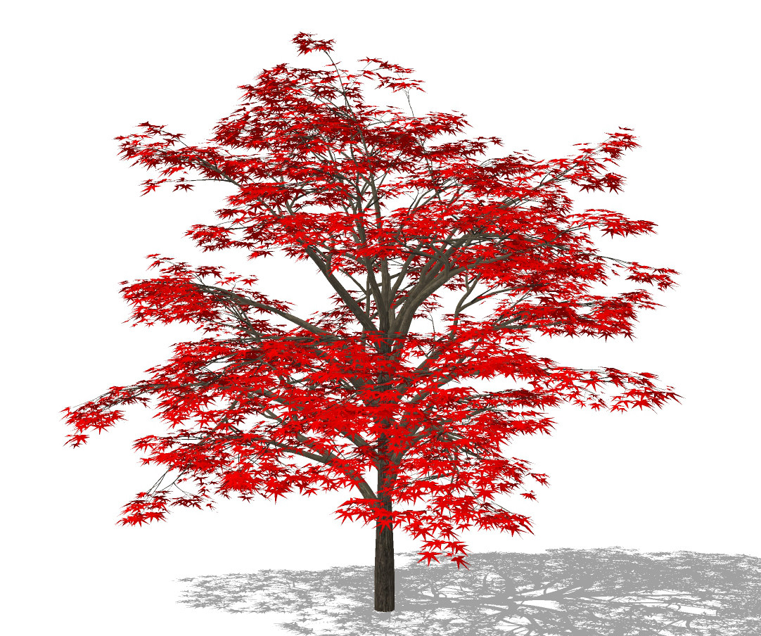 现代枫树，景观树 (2)su草图模型下载