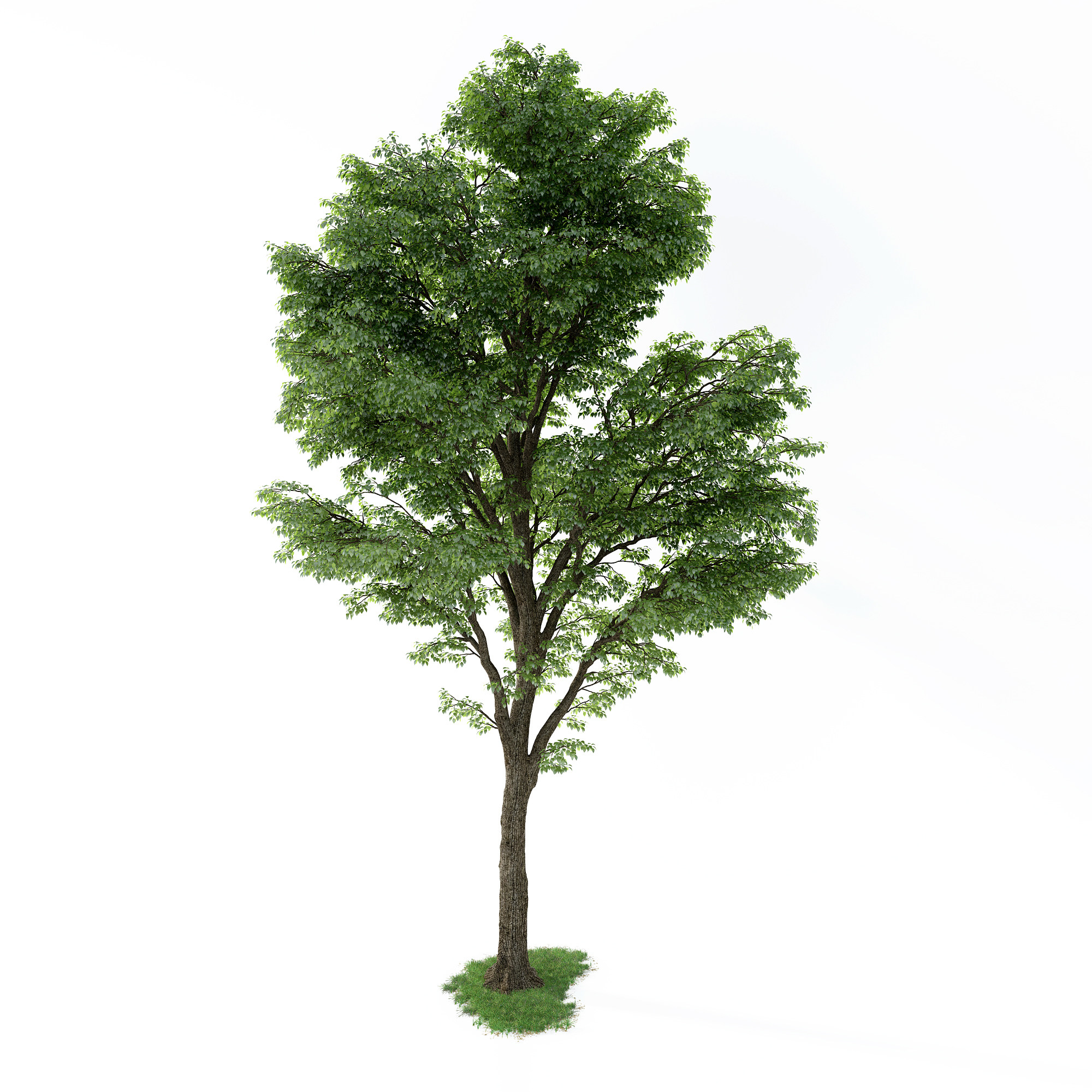 现代树,植物,景观树su草图模型下载
