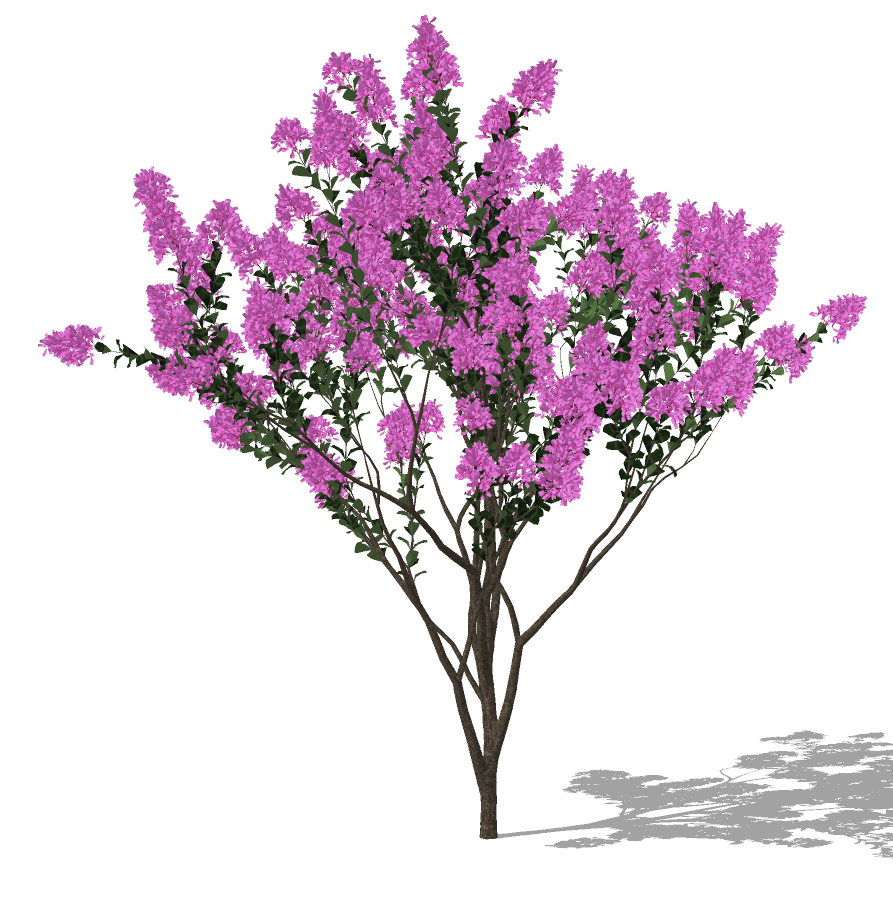 现代紫薇树,景观树su草图模型下载