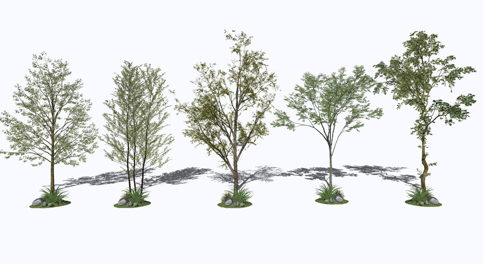 现代行道树景观树su草图模型下载