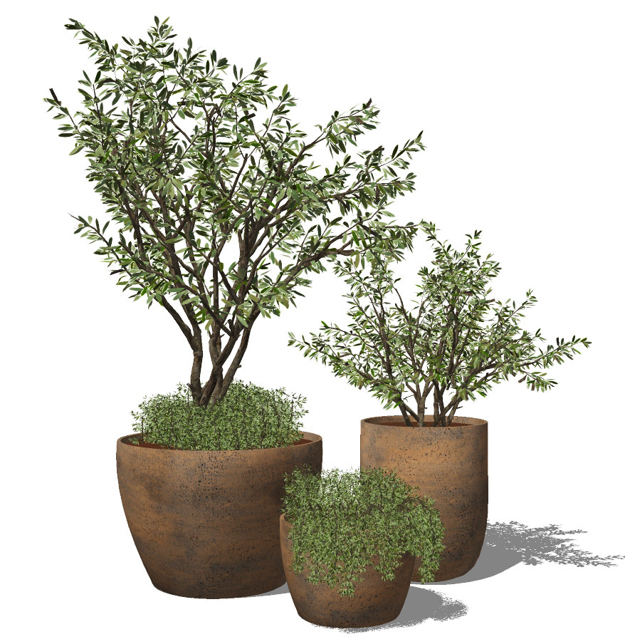 橄榄户外植物绿植，盆栽su草图模型下载