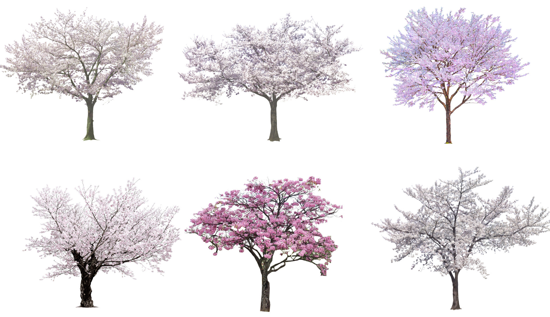 14现代樱花树，梅花树su草图模型下载