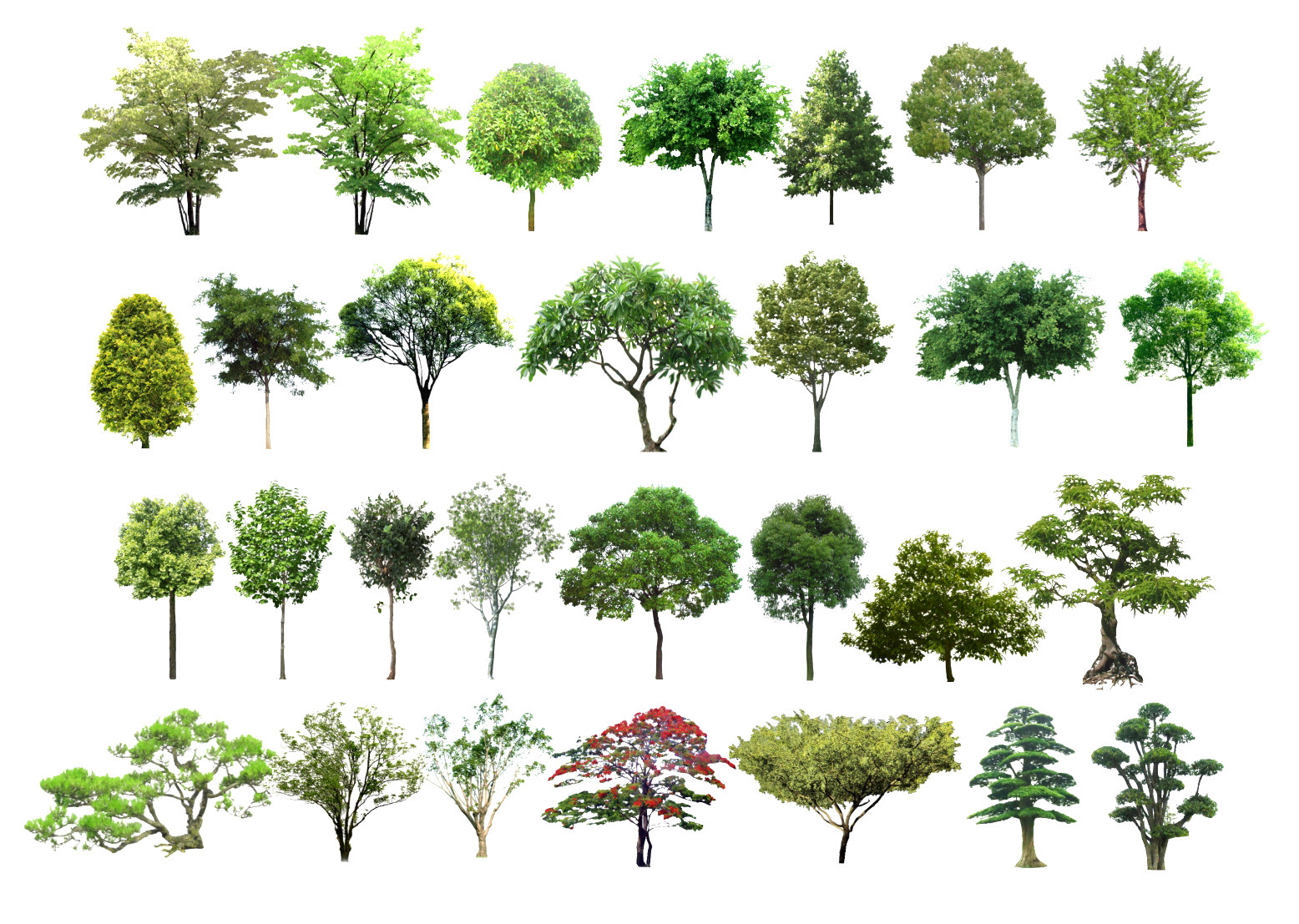 现代景观树,松树柳树松柏树二维模型 su草图模型下载