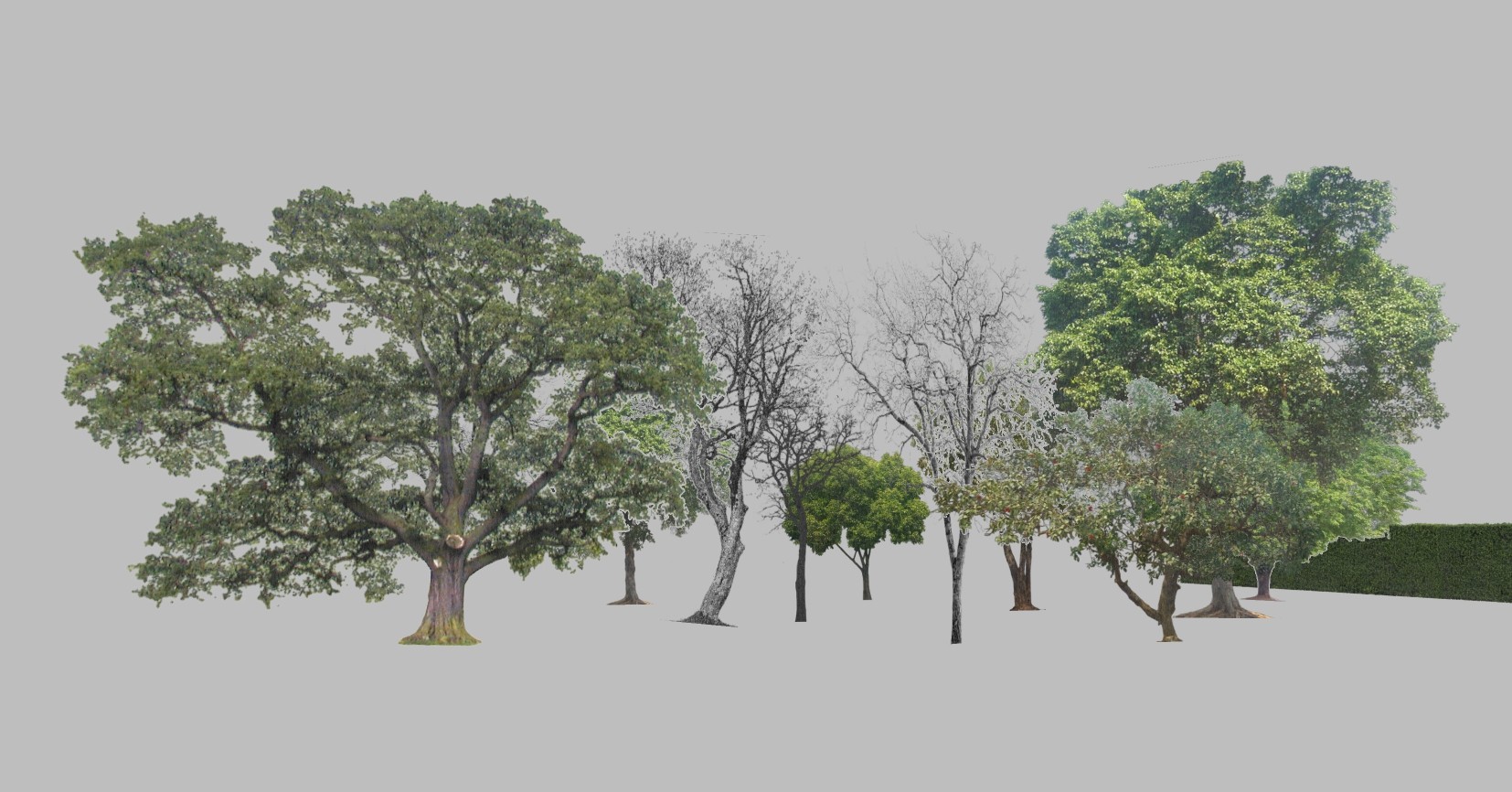 室外园林景观植物2d景观树 (4)su草图模型下载
