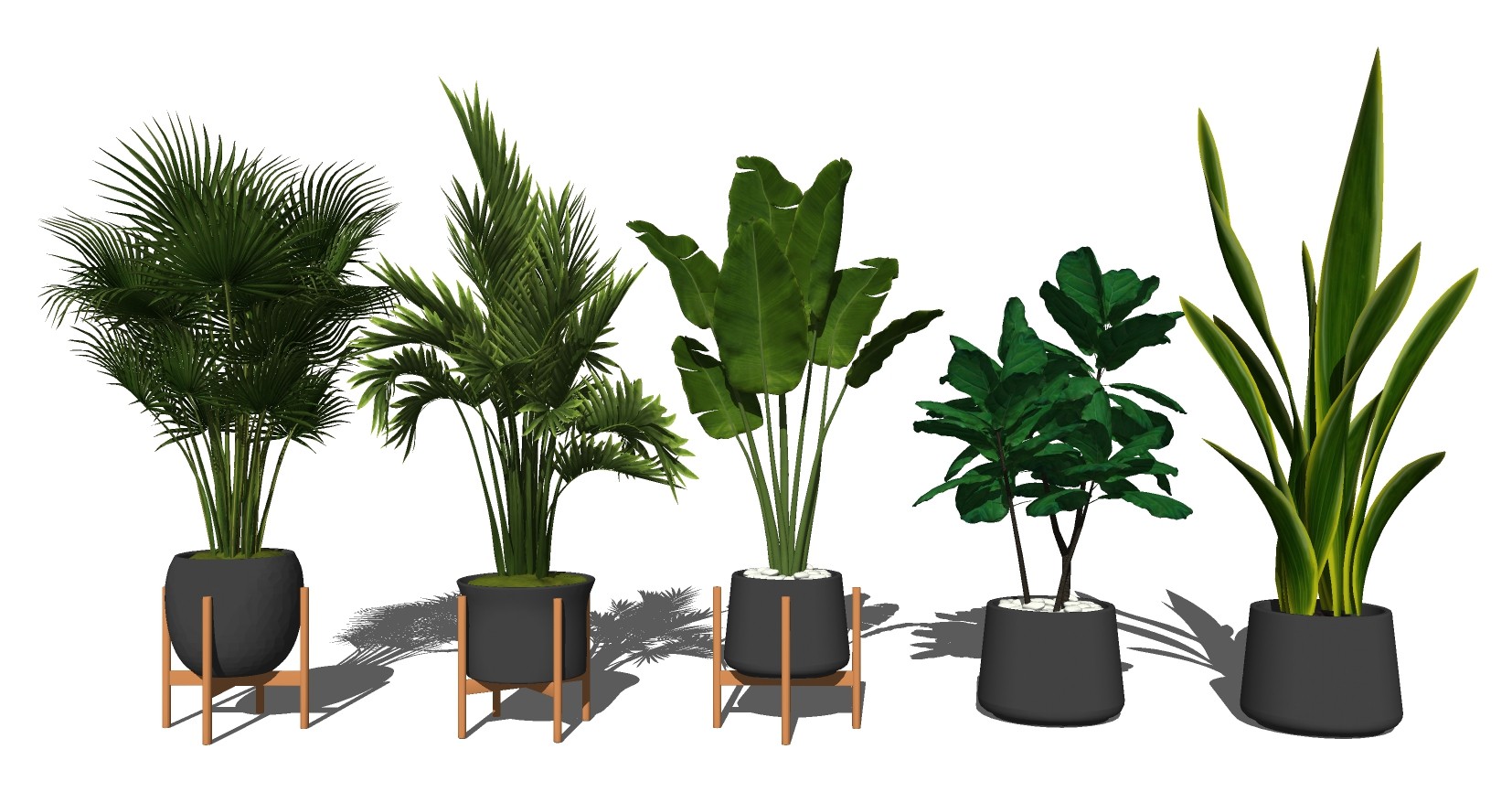 10现代绿植,盆栽,花盆,植物花盆打野植物散尾葵su草图模型下载