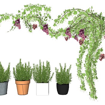 装饰植物绿植 盆栽 藤蔓组植物花盆su草图模型下载