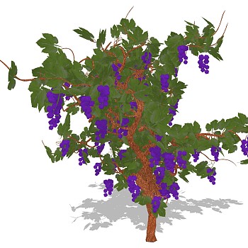 植物 葡萄 su草图模型下载