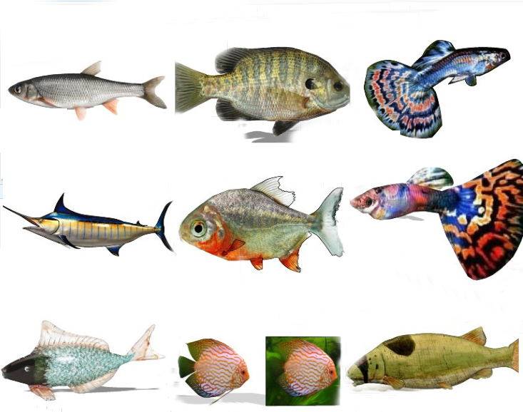 动物热带鱼 孔雀鱼组合动物模型su草图模型下载