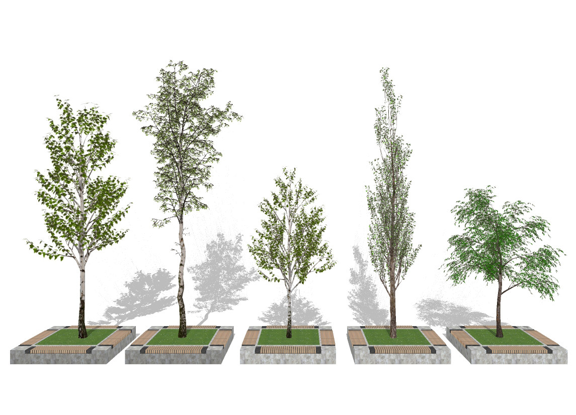 树，树池，白杨树su草图模型下载
