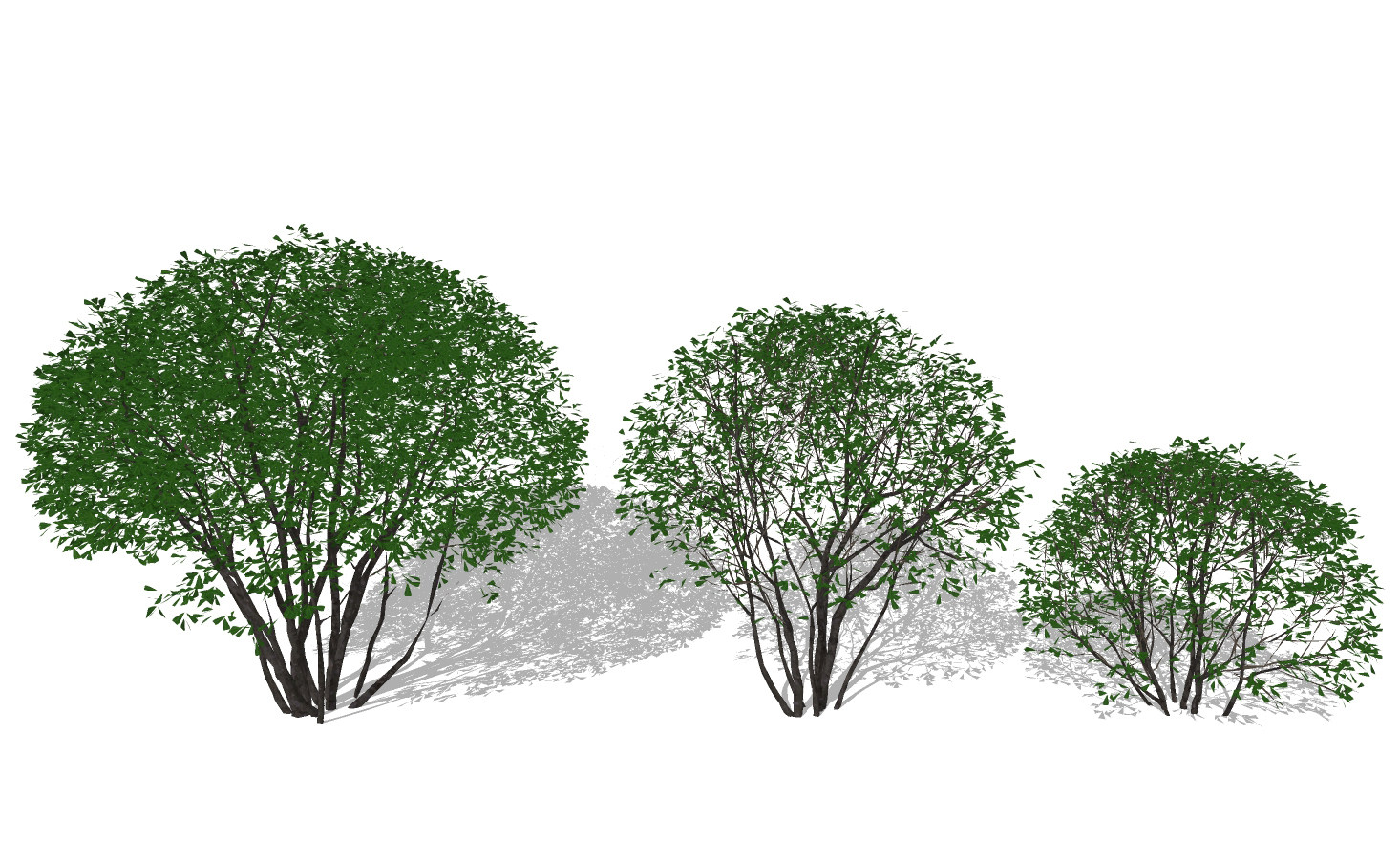 现代树，灌木，冬青球状树su草图模型下载