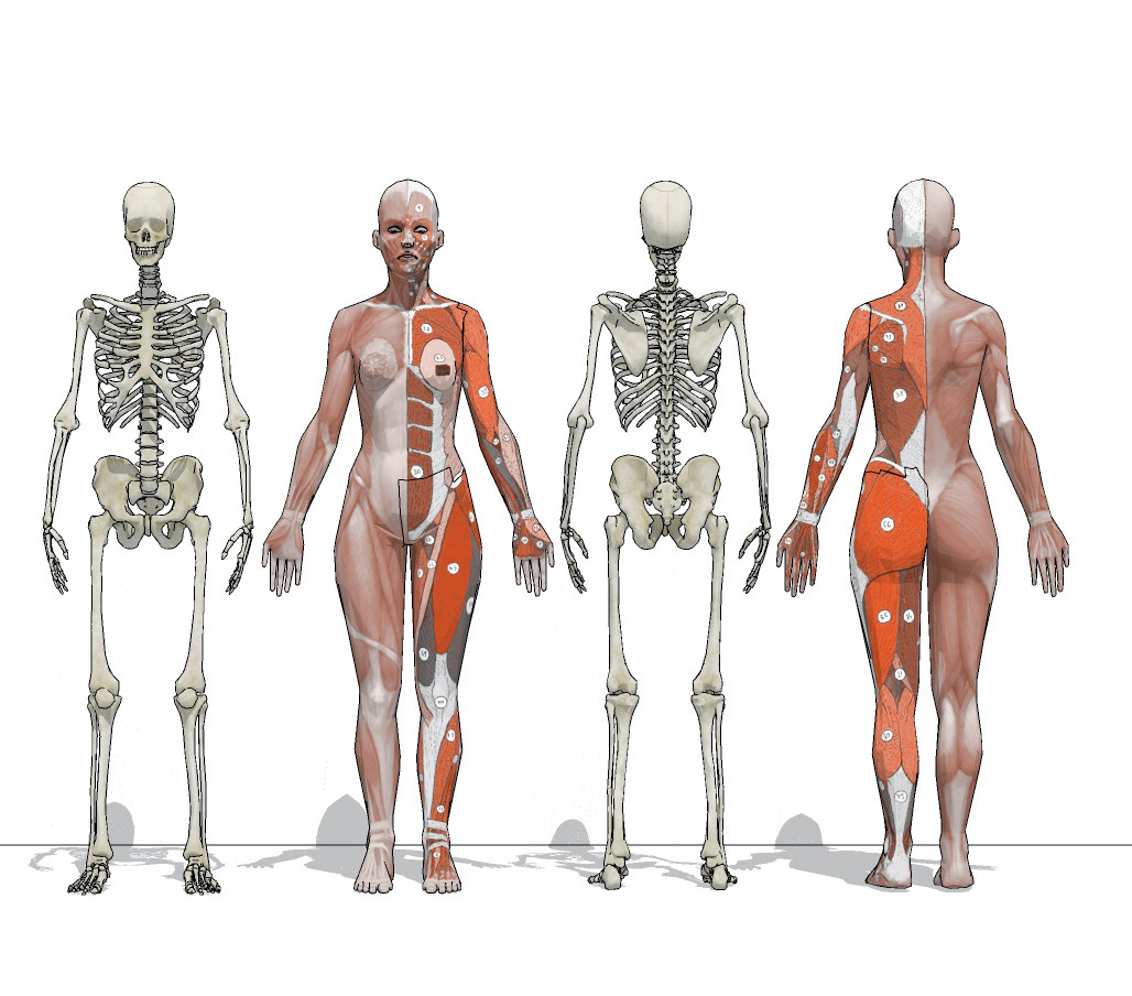 现代医用人体肌肉构造su草图模型下载