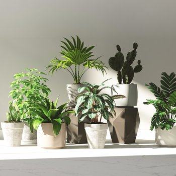 现代植物盆景组合3D模型