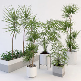现代千年木散尾葵盆栽组合3D模型