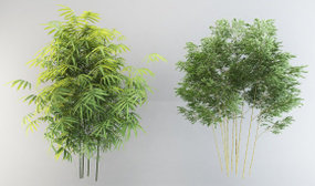 现代茂盛竹子组合3D模型