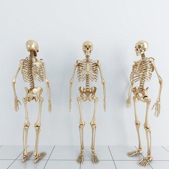 人体骨架3D模型