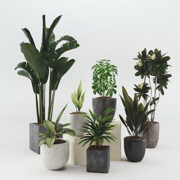 现代植物组合3D模型