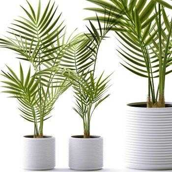 现代棕榈盆栽植物3D模型