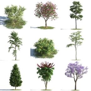 室外植物树3D模型