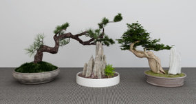 中式松树盆栽迎客松组合3D模型