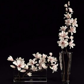 现代植物白玉兰3D模型
