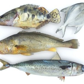 现代黄花鱼鲳鱼鳜鱼鲭鲅鱼3d模型