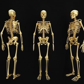 现代镀金人体骨骼雕塑3d模型