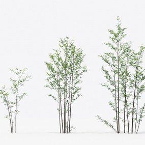 现代景观树组合3d模型