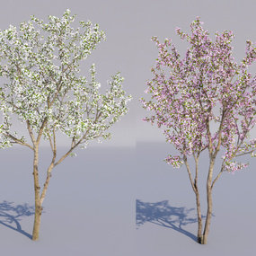 现代樱花树3d模型