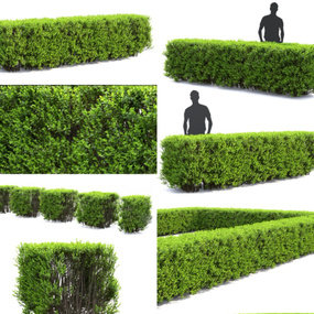 现代绿篱树篱灌木3d模型